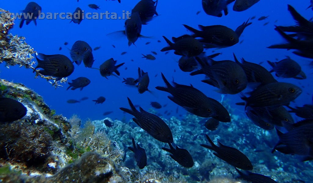 Isole Eolie diving in barca a vela - gruppo di castagnole